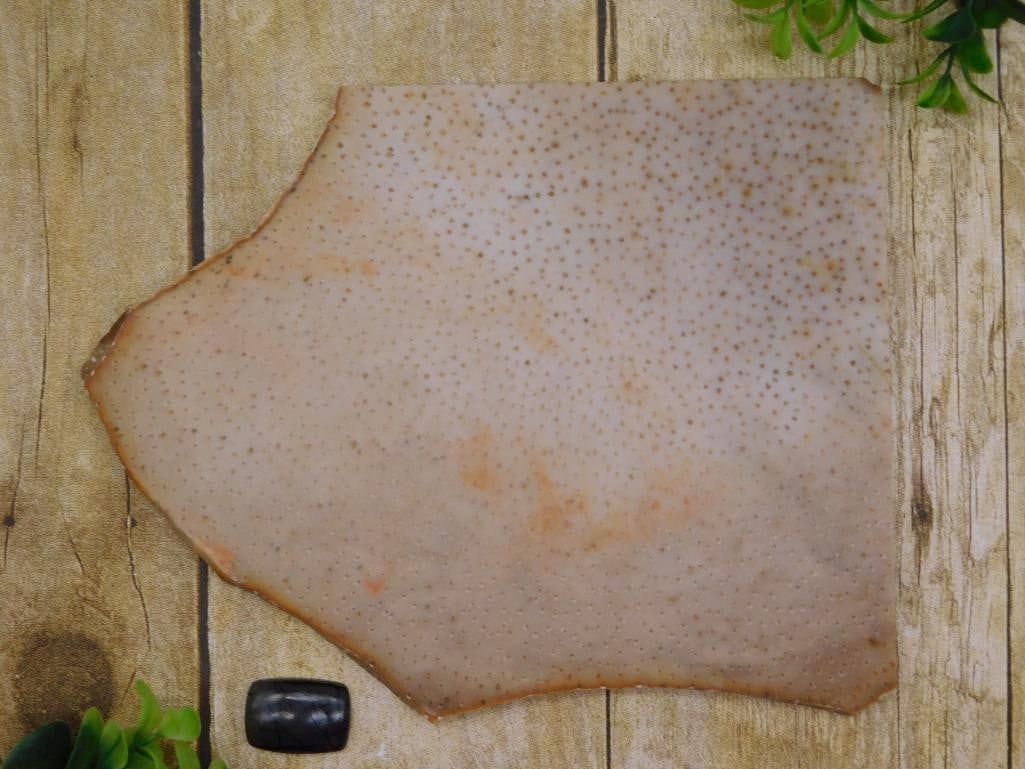 PETRIFIED PALM WOOD SLAB ROCK STONE LAPIDARY SPECIMEN: PETRIFIED PALM WOOD SLAB ROCK STONE LAPIDARY SPECIMEN — Part of our Discover Hidden Harbor, Crystals and Gems auction at HATMAN'S Auctions! Please see photos for measurements and condition. YES, we