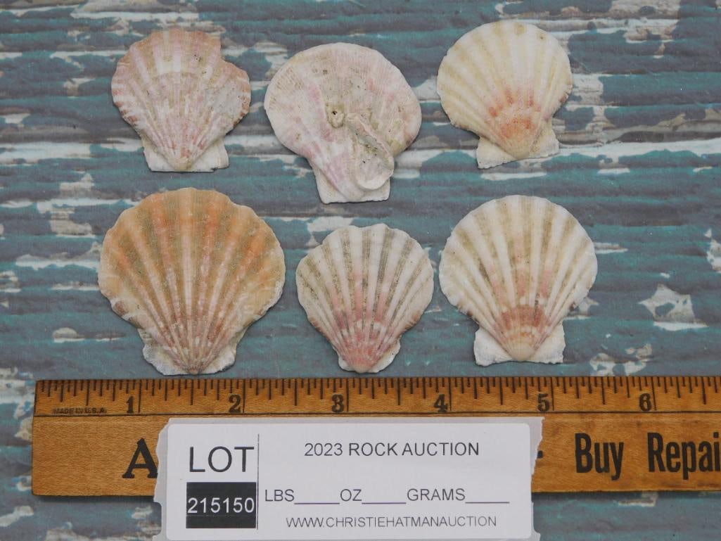 SEA SHELLS - 2
