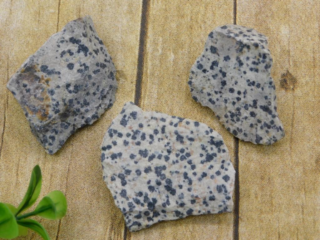 DALMATION JASPER ROCK STONE LAPIDARY SPECIMEN: DALMATION JASPER ROCK STONE LAPIDARY SPECIMEN — Part of our Discover Hidden Harbor, Crystals and Gems auction at HATMAN'S Auctions! Please see photos for measurements and condition. YES, we have in-