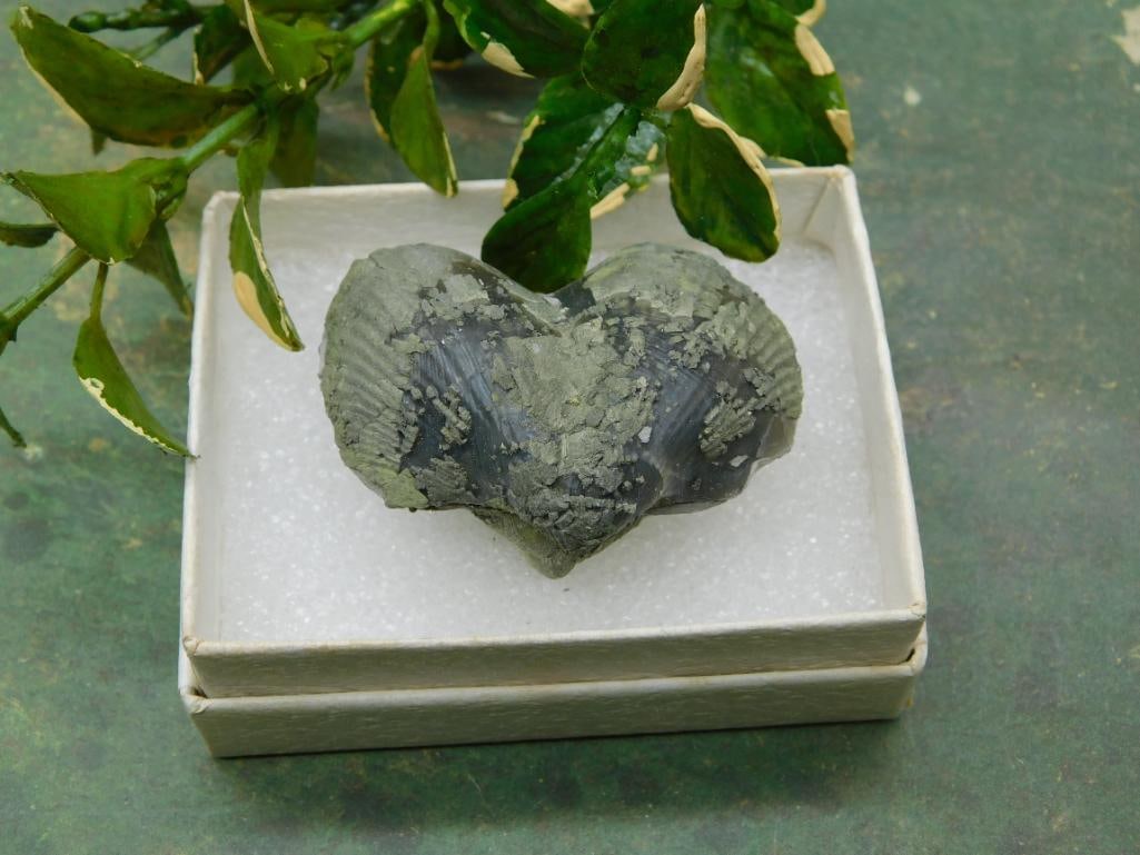 BRACHIOPOD ROCK STONE LAPIDARY SPECIMEN: BRACHIOPOD ROCK STONE LAPIDARY SPECIMEN — Part of our Discover Hidden Harbor, Crystals and Gems auction at HATMAN'S Auctions! Please see photos for measurements and condition. YES, we have in-house