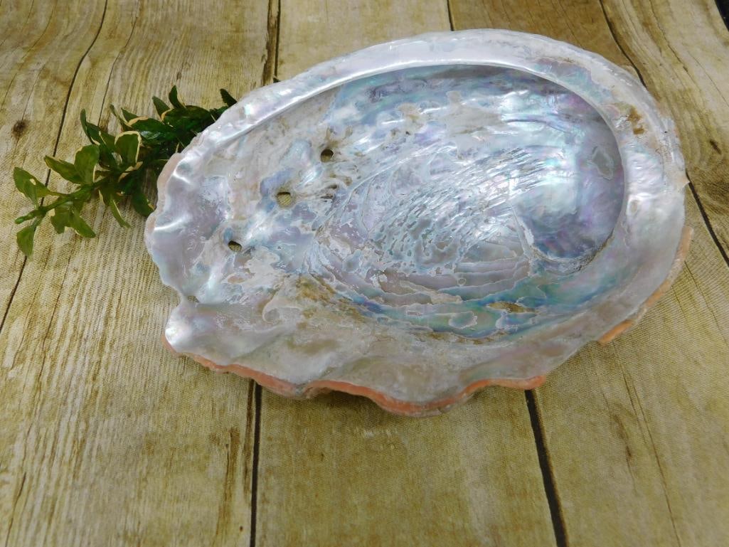 ABALONE SHELL: ABALONE SHELL — Part of our Discover Hidden Harbor, Crystals and Gems auction at HATMAN'S Auctions! Please see photos for measurements and condition. YES, we have in-house shipping! We have MANY REP