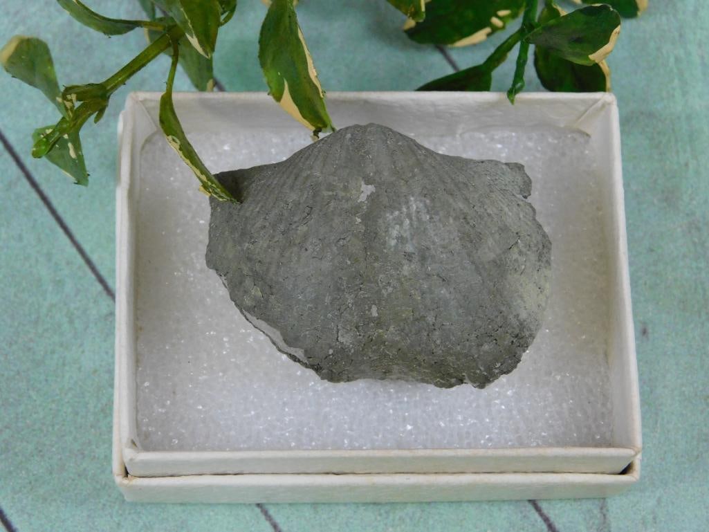 BRACHIOPOD ROCK STONE LAPIDARY SPECIMEN: BRACHIOPOD ROCK STONE LAPIDARY SPECIMEN — Part of our Discover Hidden Harbor, Crystals and Gems auction at HATMAN'S Auctions! Please see photos for measurements and condition. YES, we have in-house