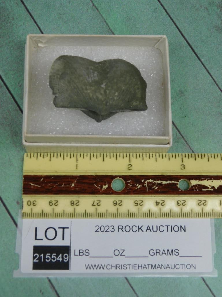 BRACHIOPOD ROCK STONE LAPIDARY SPECIMEN - 2