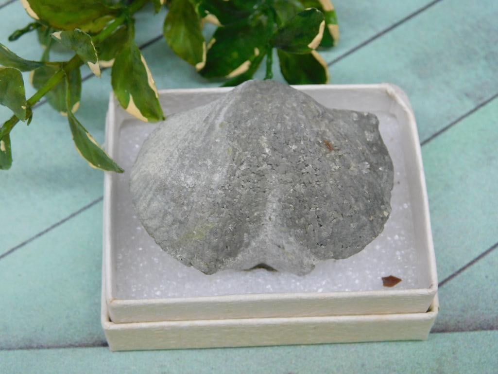 BRACHIOPOD ROCK STONE LAPIDARY SPECIMEN: BRACHIOPOD ROCK STONE LAPIDARY SPECIMEN — Part of our Discover Hidden Harbor, Crystals and Gems auction at HATMAN'S Auctions! Please see photos for measurements and condition. YES, we have in-house