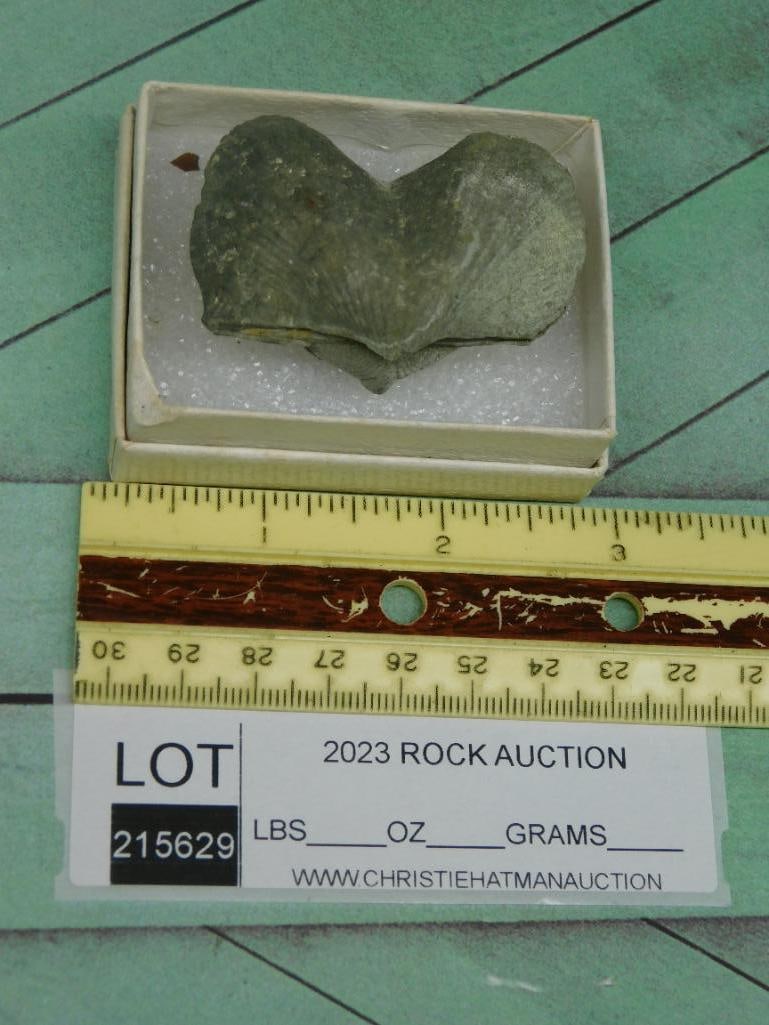 BRACHIOPOD ROCK STONE LAPIDARY SPECIMEN - 2