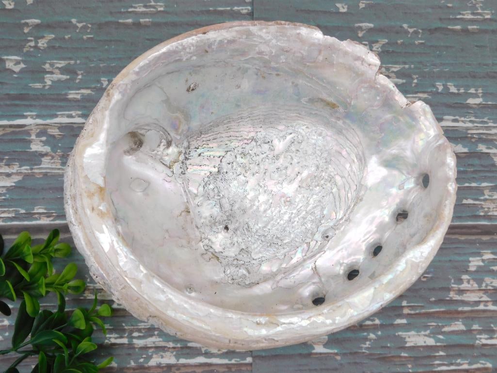 ABALONE SHELL: ABALONE SHELL — Part of our Discover Hidden Harbor, Crystals and Gems auction at HATMAN'S Auctions! Please see photos for measurements and condition. YES, we have in-house shipping! We have MANY