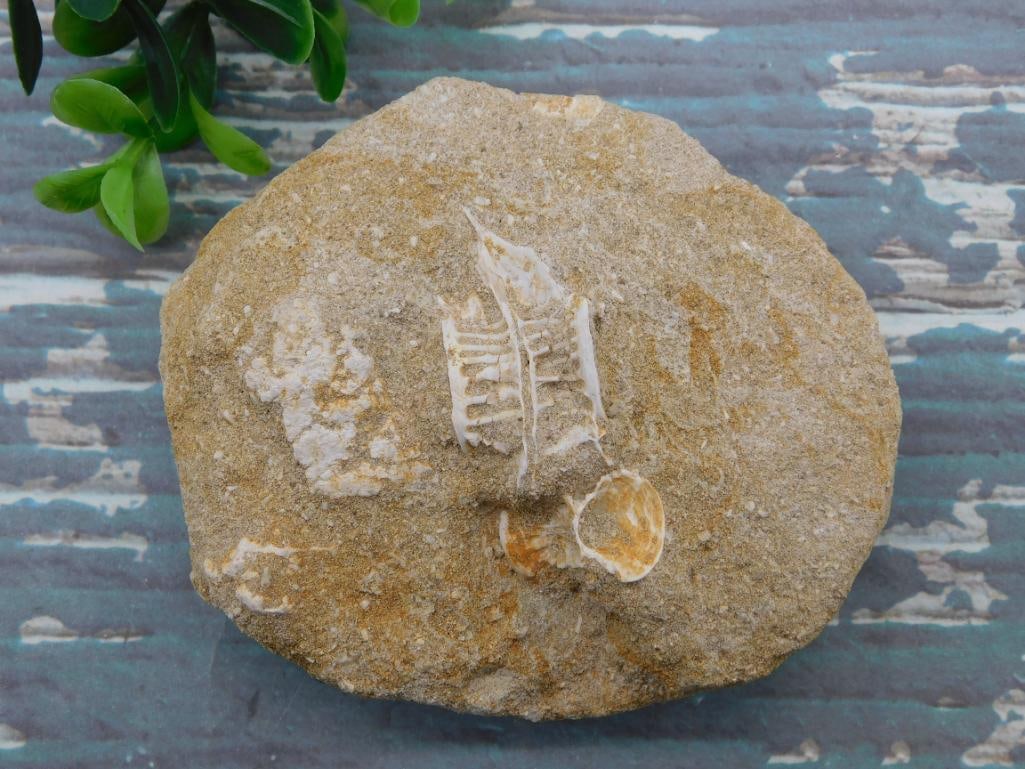 ENCHODUS FOSSIL ROCK STONE LAPIDARY SPECIMEN: ENCHODUS FOSSIL ROCK STONE LAPIDARY SPECIMEN — Part of our Discover Hidden Harbor, Crystals and Gems auction at HATMAN'S Auctions! Please see photos for measurements and condition. YES, we have in-h