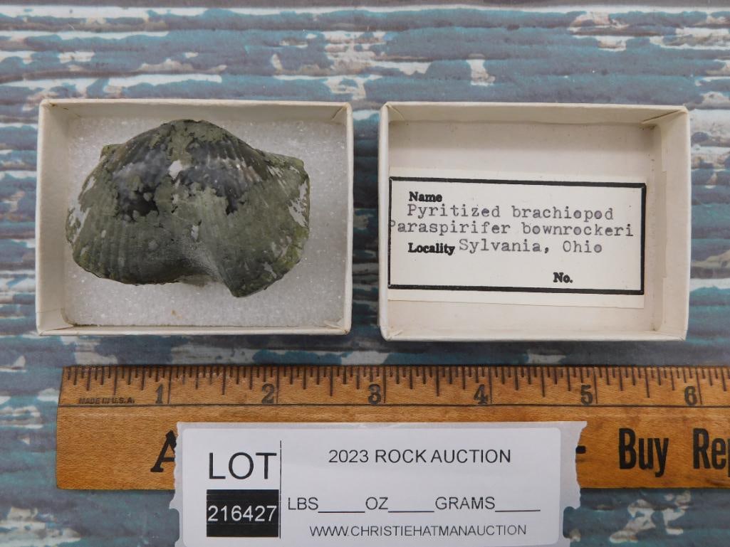 BRACHIOPOD ROCK STONE LAPIDARY SPECIMEN - 2