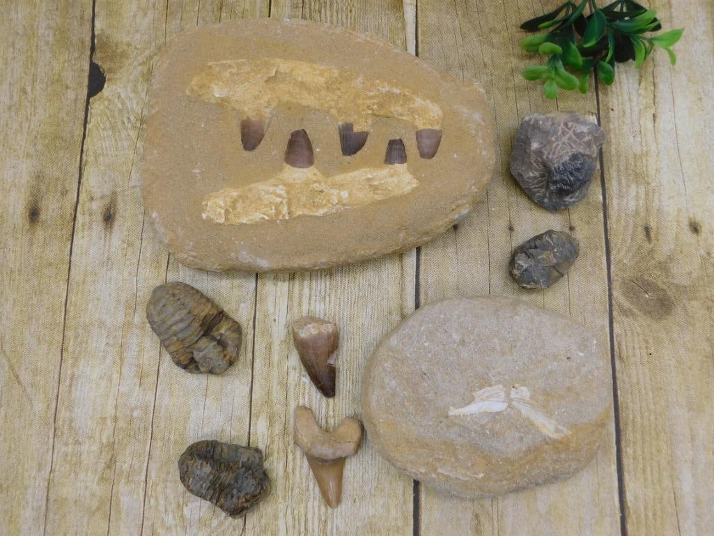 MIXED FOSSIL LOT ROCK STONE LAPIDARY SPECIMEN: MIXED FOSSIL LOT ROCK STONE LAPIDARY SPECIMEN — Part of our Discover Hidden Harbor, Crystals and Gems auction at HATMAN'S Auctions! Please see photos for measurements and condition. YES, we have in-