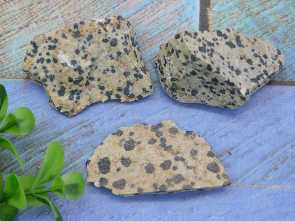 DALMATION JASPER ROCK STONE LAPIDARY SPECIMEN: DALMATION JASPER ROCK STONE LAPIDARY SPECIMEN — Part of our Discover Hidden Harbor, Crystals and Gems auction at HATMAN'S Auctions! Please see photos for measurements and condition. YES, we have