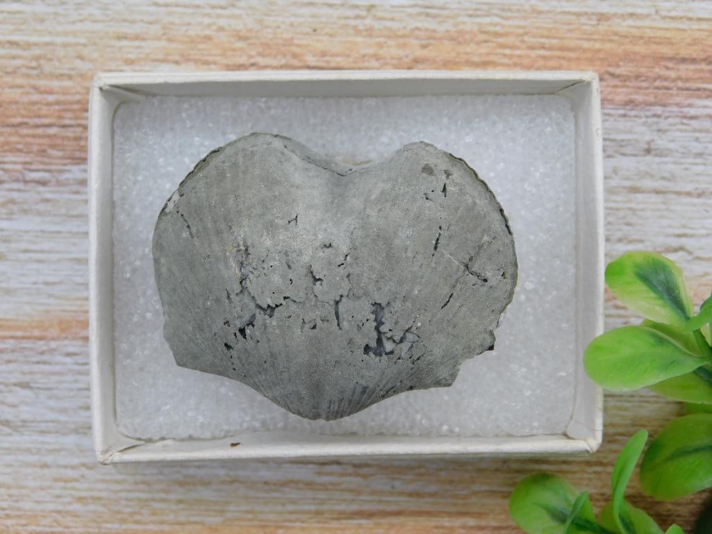 BRACHIOPOD ROCK STONE LAPIDARY SPECIMEN: BRACHIOPOD ROCK STONE LAPIDARY SPECIMEN — Part of our Discover Hidden Harbor, Crystals and Gems auction at HATMAN'S Auctions! Please see photos for measurements and condition. YES, we have in-house