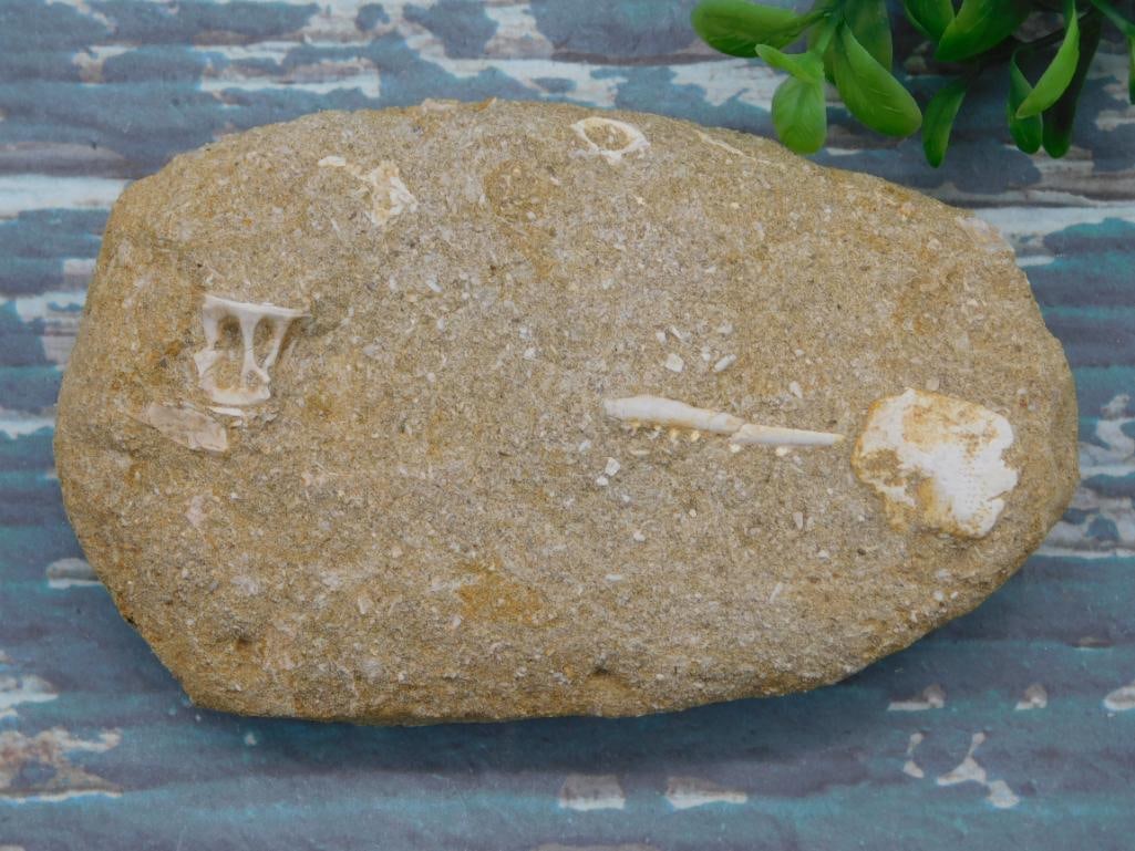 ENCHODUS FOSSIL ROCK STONE LAPIDARY SPECIMEN (1 of 2)