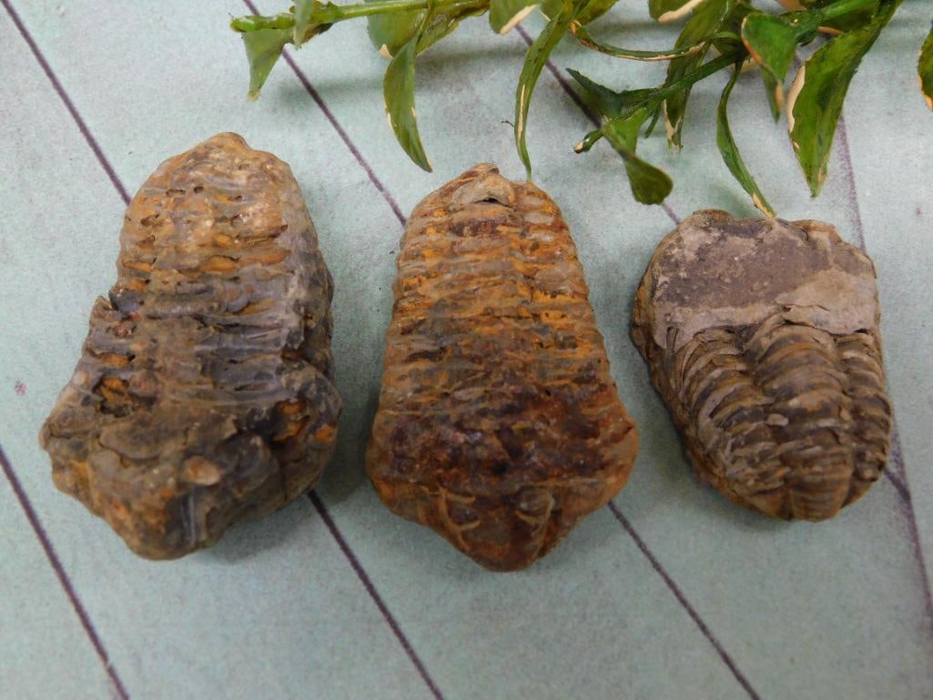 TRILOBITE ROCK STONE LAPIDARY SPECIMEN: TRILOBITE ROCK STONE LAPIDARY SPECIMEN — Part of our Discover Hidden Harbor, Crystals and Gems auction at HATMAN'S Auctions! Please see photos for measurements and condition. YES, we have in-house