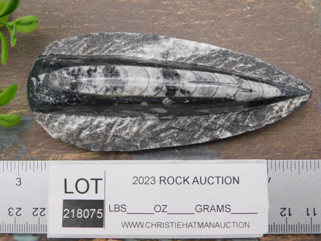 ORTHOCERAS ROCK STONE LAPIDARY SPECIMEN - 2
