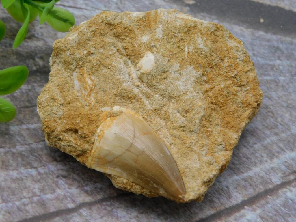 MOSASAUR TOOTH ROCK STONE LAPIDARY SPECIMEN: MOSASAUR TOOTH ROCK STONE LAPIDARY SPECIMEN — Part of our Discover Hidden Harbor, Crystals and Gems auction at HATMAN'S Auctions! Please see photos for measurements and condition. YES, we have