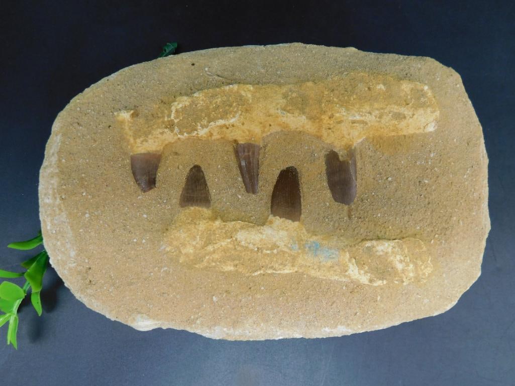 MOSASAUR TEETH IN DISPLAY ROCK STONE LAPIDARY SPECIMEN: MOSASAUR TEETH IN DISPLAY ROCK STONE LAPIDARY SPECIMEN — Part of our Discover Hidden Harbor, Crystals and Gems auction at HATMAN'S Auctions! Please see photos for measurements and condition. YES,