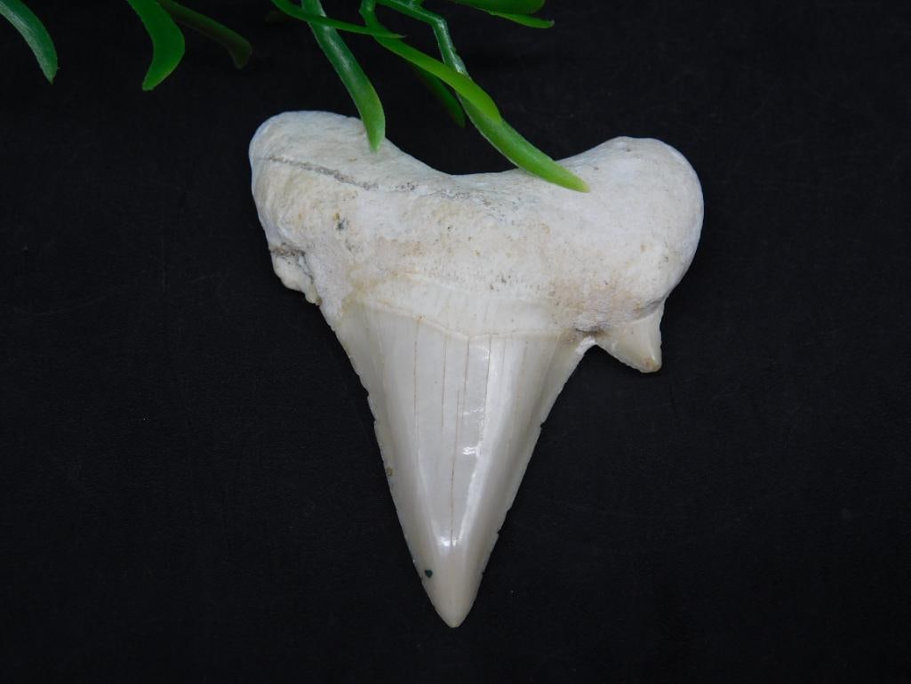 SHARK TOOTH ROCK STONE LAPIDARY SPECIMEN: SHARK TOOTH ROCK STONE LAPIDARY SPECIMEN - Part of our Discover Golden Attic, Crystals and Gems auction at HATMAN'S Auctions! Please see photos for measurements and condition. YES, we have in-house