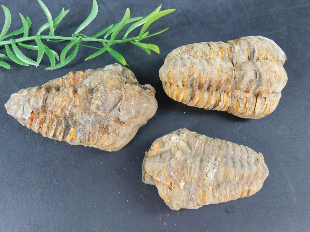 TRILOBITE ROCK STONE LAPIDARY SPECIMEN: TRILOBITE ROCK STONE LAPIDARY SPECIMEN - Part of our Discover Golden Attic, Crystals and Gems auction at HATMAN'S Auctions! Please see photos for measurements and condition. YES, we have in-house