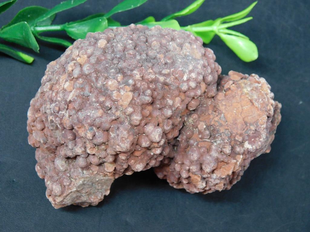 COPROLITE ROCK STONE LAPIDARY SPECIMEN (1 of 2)