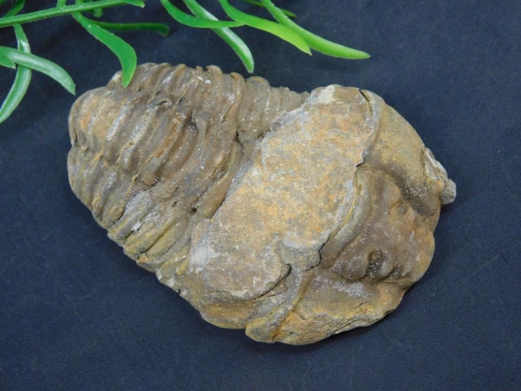 TRILOBITE ROCK STONE LAPIDARY SPECIMEN: TRILOBITE ROCK STONE LAPIDARY SPECIMEN - Part of our Discover Golden Attic, Crystals and Gems auction at HATMAN'S Auctions! Please see photos for measurements and condition. YES, we have in-house ship