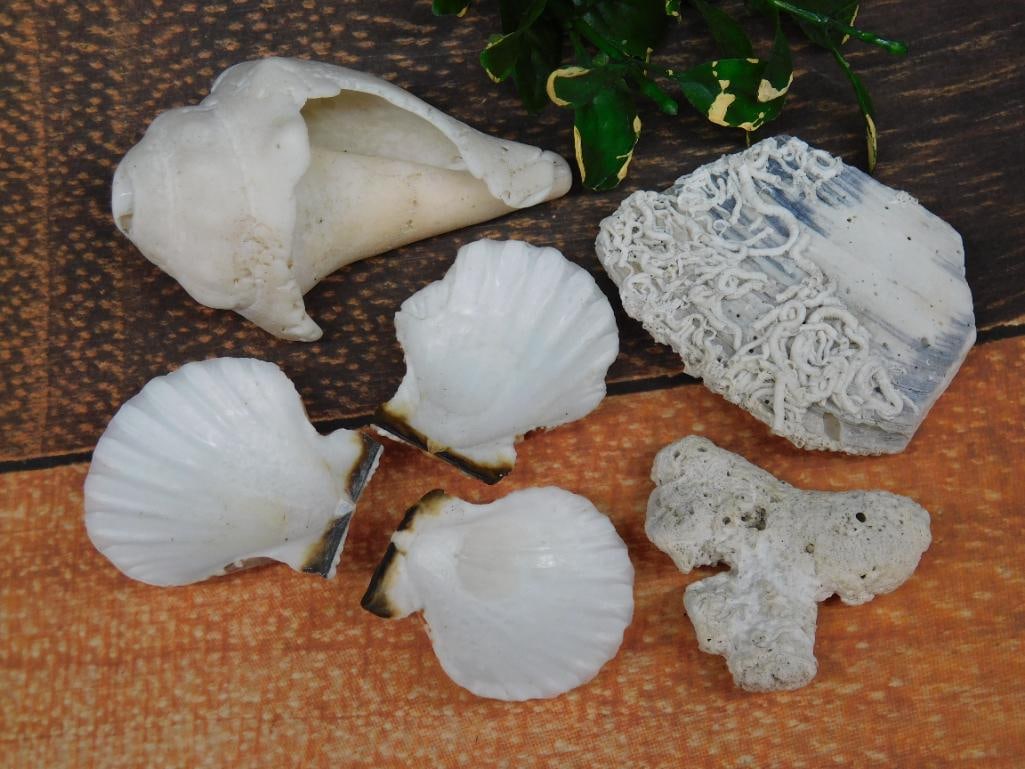 SEA SHELLS (1 of 2)
