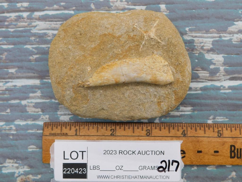 ENCHODUS FOSSIL ROCK STONE LAPIDARY SPECIMEN: ENCHODUS FOSSIL ROCK STONE LAPIDARY SPECIMEN - Part of our Discover Golden Attic, Crystals and Gems auction at HATMAN'S Auctions! Please see photos for measurements and condition. YES, we have in-hous