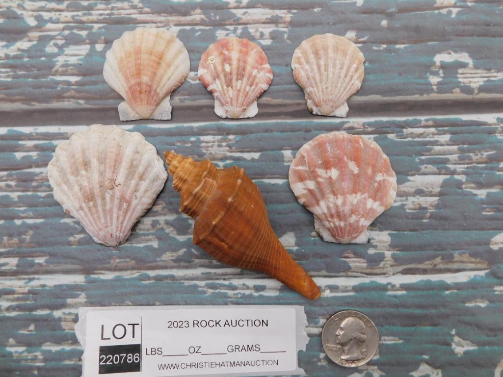 MIXED SHELL LOT ROCK STONE LAPIDARY SPECIMEN - 2