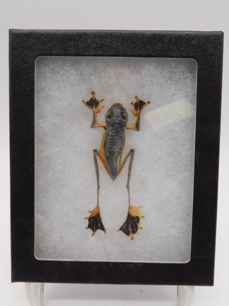 FLYING PARACHUTE FROG DISPLAY TAXIDERMY: FLYING PARACHUTE FROG DISPLAY TAXIDERMY - Part of our Discover Golden Attic, Crystals and Gems auction at HATMAN'S Auctions! Please see photos for measurements and condition. YES, we have in-house