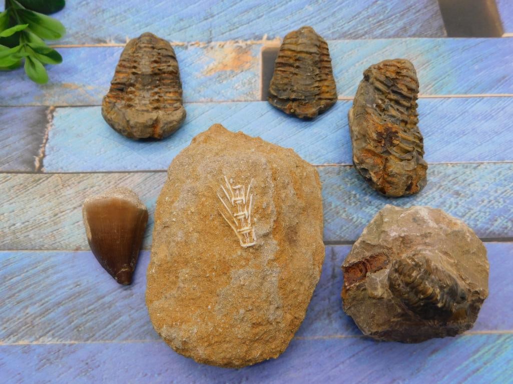 MIXED FOSSIL LOT ROCK STONE LAPIDARY SPECIMEN: MIXED FOSSIL LOT ROCK STONE LAPIDARY SPECIMEN - Part of our Discover Golden Attic, Crystals and Gems auction at HATMAN'S Auctions! Please see photos for measurements and condition. YES, we have in-hou