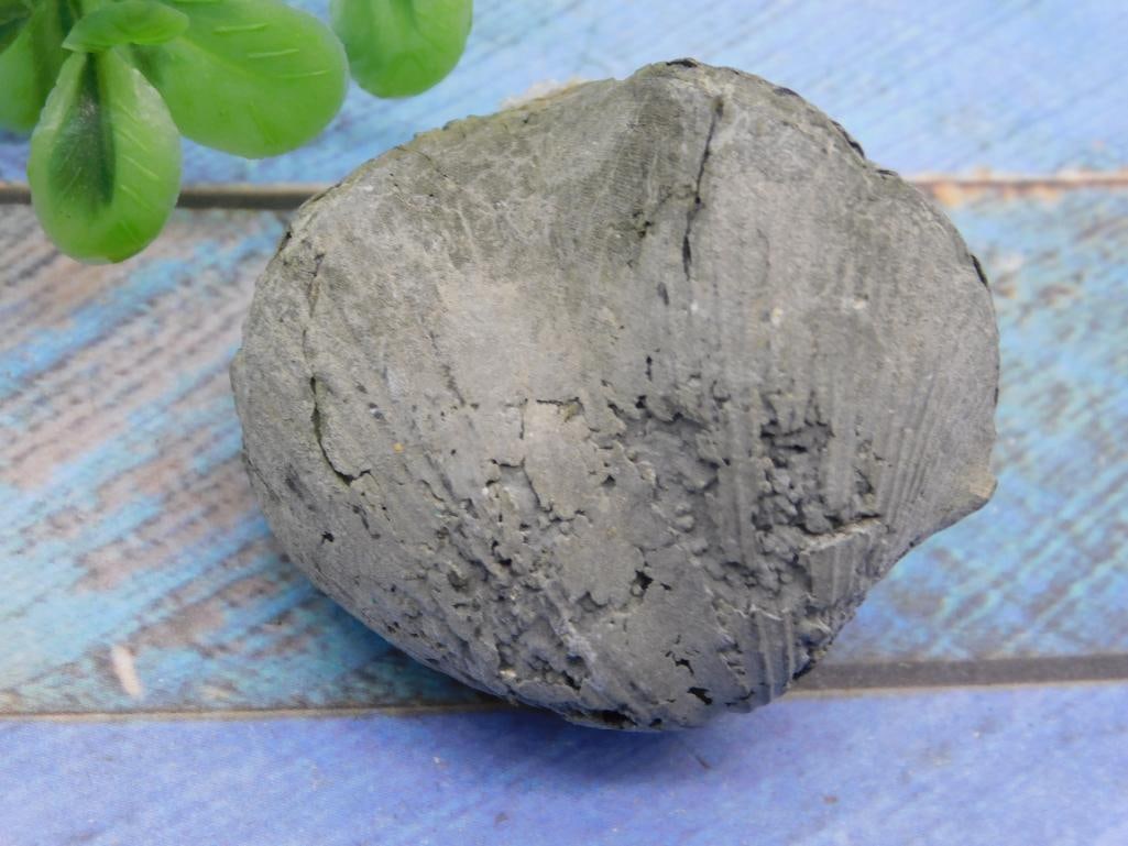 BRACHIOPOD ROCK STONE LAPIDARY SPECIMEN: BRACHIOPOD ROCK STONE LAPIDARY SPECIMEN - Part of our Discover Golden Attic, Crystals and Gems auction at HATMAN'S Auctions! Please see photos for measurements and condition. YES, we have in-house
