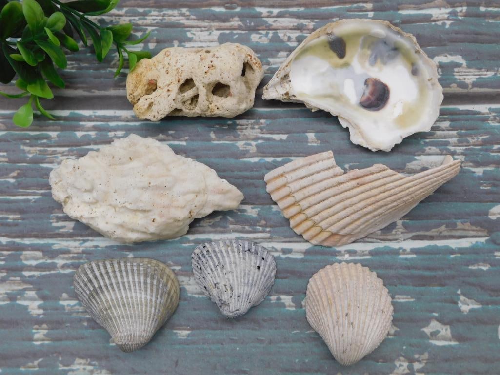 SHELLS: SHELLS - Part of our Discover Golden Attic, Crystals and Gems auction at HATMAN'S Auctions! Please see photos for measurements and condition. YES, we have in-house shipping! We have MANY REPEAT