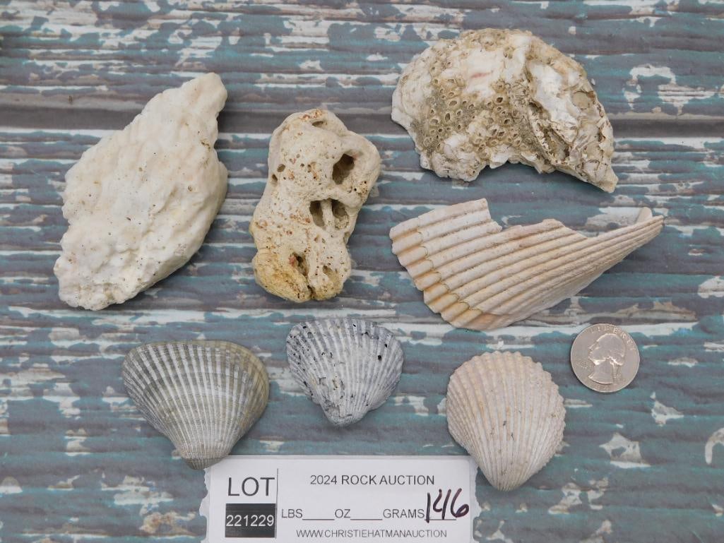 SHELLS - 2