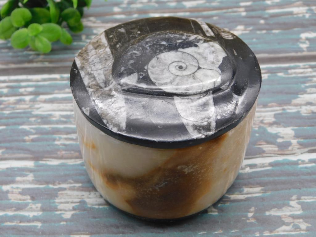 ORTHOCERAS TRINKET BOX ROCK STONE LAPIDARY SPECIMEN: ORTHOCERAS TRINKET BOX ROCK STONE LAPIDARY SPECIMEN - Part of our Discover Golden Attic, Crystals and Gems auction at HATMAN'S Auctions! Please see photos for measurements and condition. YES, we have