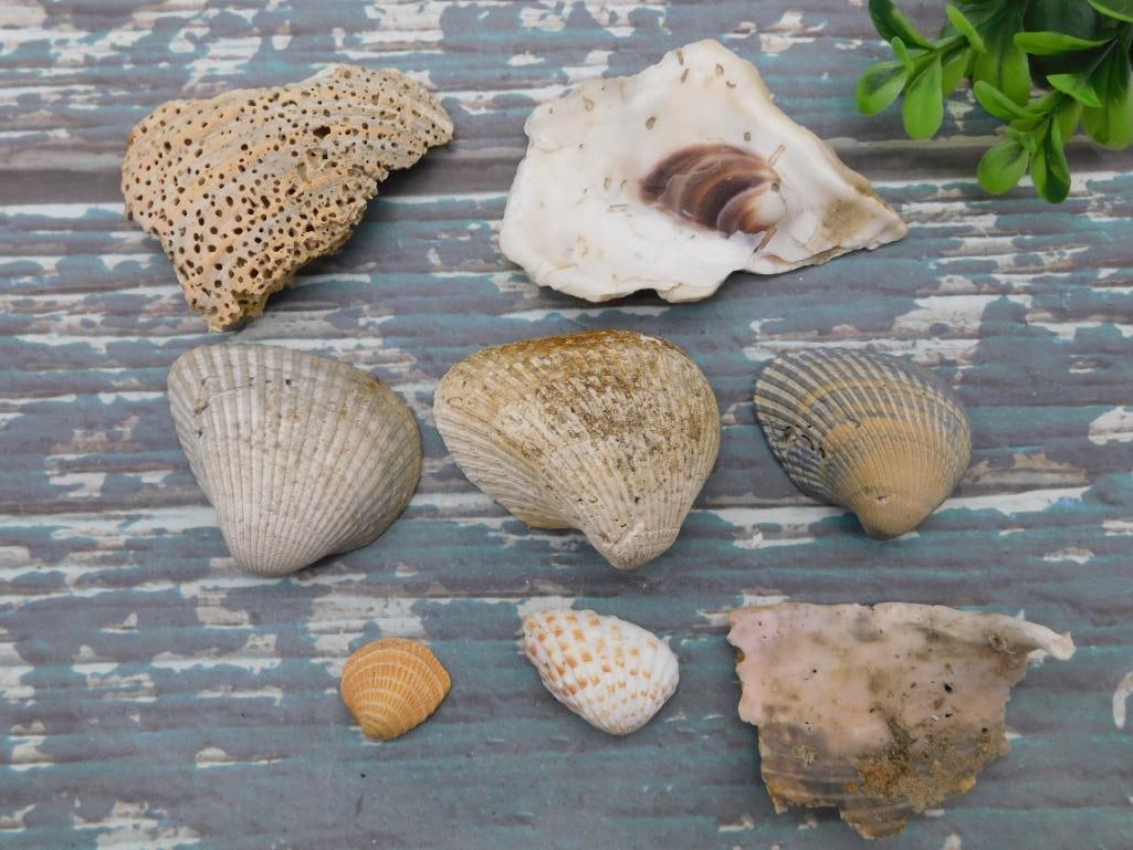 SHELLS (1 of 2)