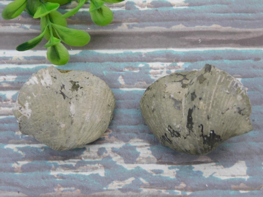 BRACHIOPOD ROCK STONE LAPIDARY SPECIMEN: BRACHIOPOD ROCK STONE LAPIDARY SPECIMEN - Part of our Discover Golden Attic, Crystals and Gems auction at HATMAN'S Auctions! Please see photos for measurements and condition. YES, we have in-house