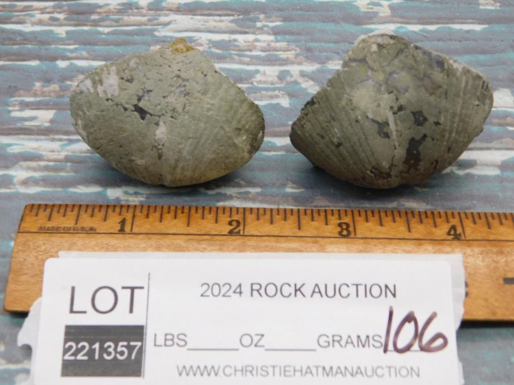 BRACHIOPOD ROCK STONE LAPIDARY SPECIMEN - 2