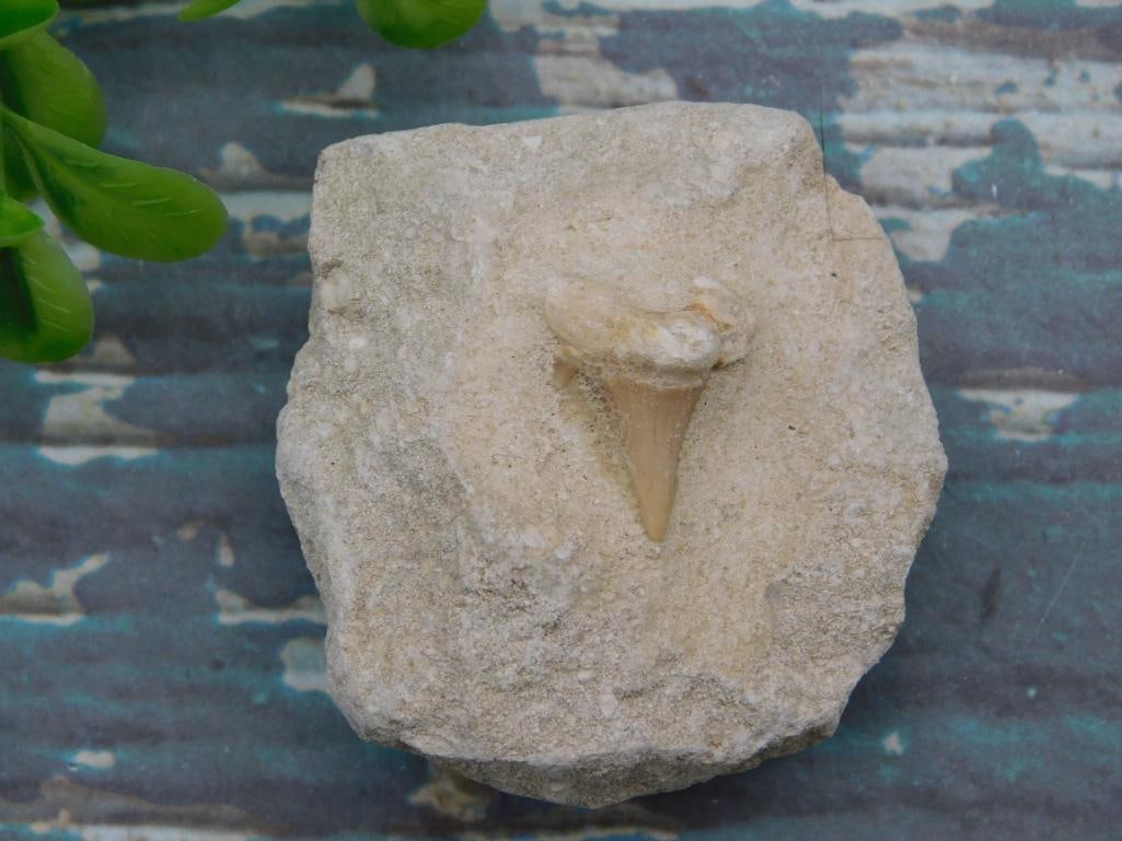 SHARK TOOTH IN MATRIX ROCK STONE LAPIDARY SPECIMEN: SHARK TOOTH IN MATRIX ROCK STONE LAPIDARY SPECIMEN - Part of our Discover Golden Attic, Crystals and Gems auction at HATMAN'S Auctions! Please see photos for measurements and condition. YES, we have