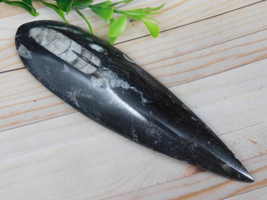 ORTHOCERAS ROCK STONE LAPIDARY SPECIMEN: ORTHOCERAS ROCK STONE LAPIDARY SPECIMEN - Part of our Discover Golden Attic, Crystals and Gems auction at HATMAN'S Auctions! Please see photos for measurements and condition. YES, we have in-house