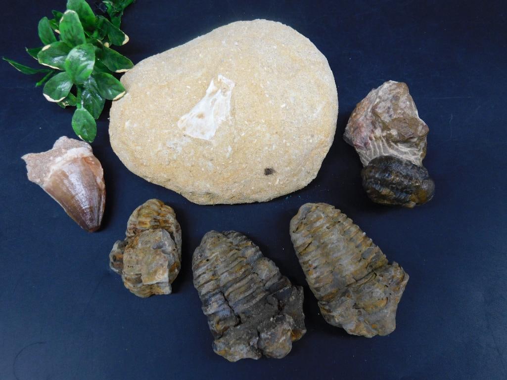 MIXED FOSSIL LOT ROCK STONE LAPIDARY SPECIMEN: MIXED FOSSIL LOT ROCK STONE LAPIDARY SPECIMEN - Part of our Discover Golden Attic, Crystals and Gems auction at HATMAN'S Auctions! Please see photos for measurements and condition. YES, we have