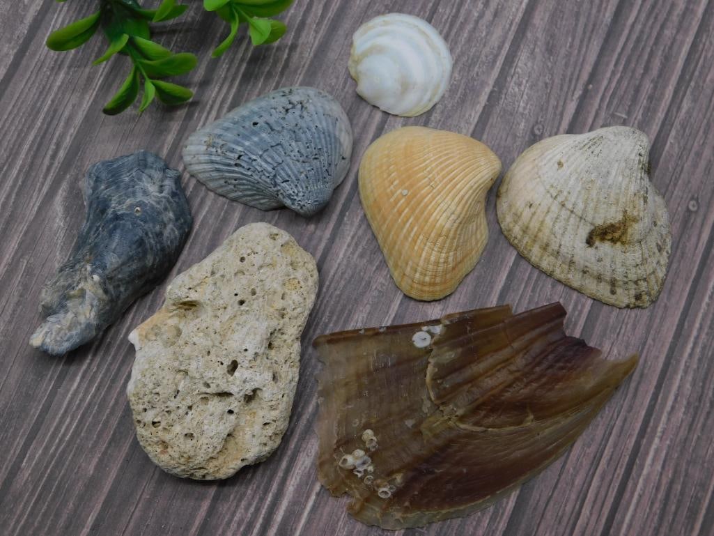 SHELLS (1 of 2)
