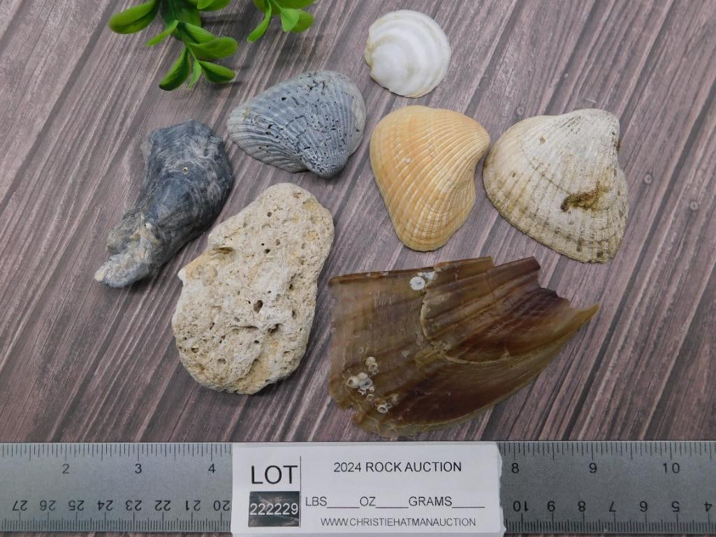 SHELLS - 2
