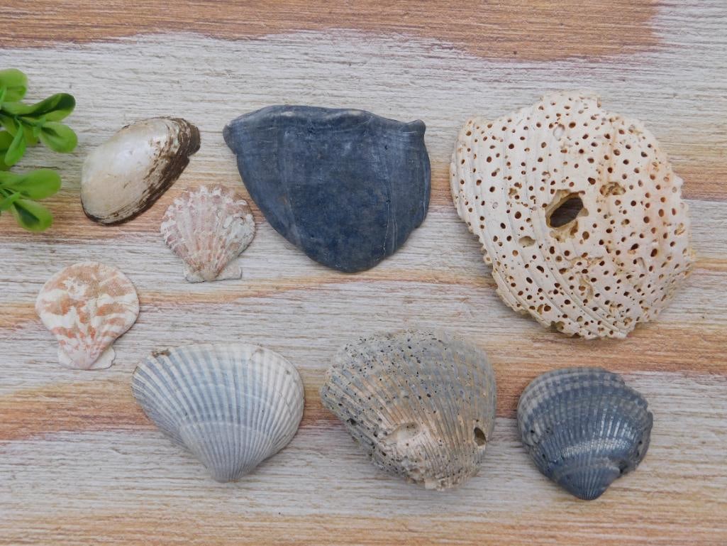 SHELLS (1 of 2)
