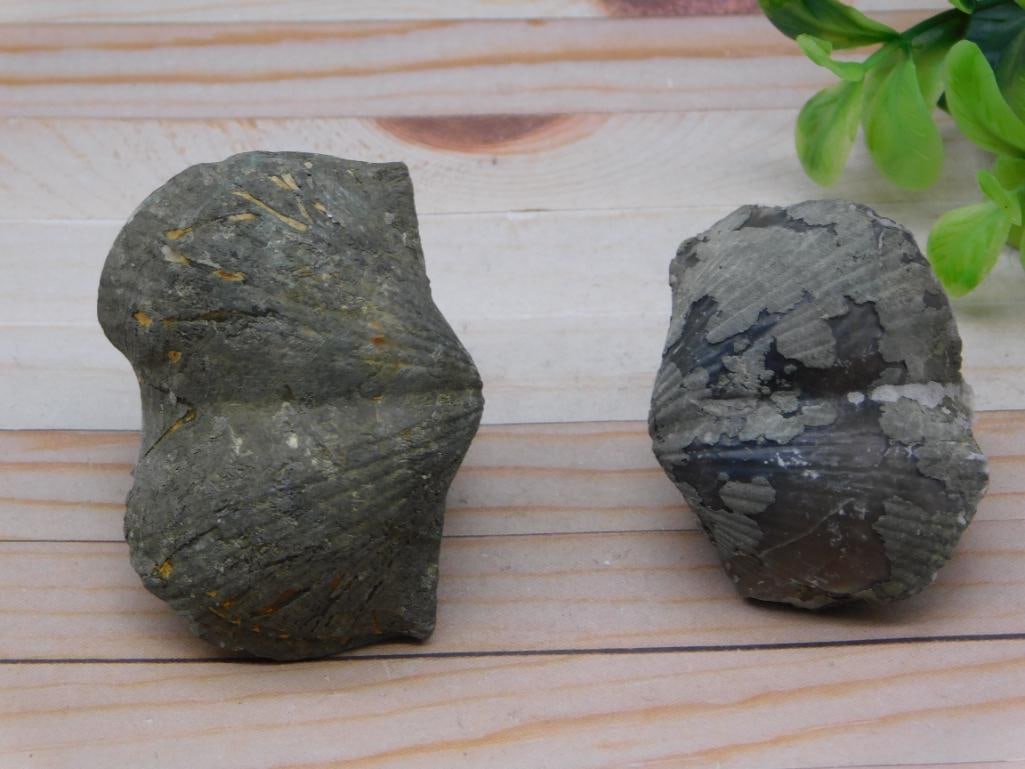 BRACHIOPOD ROCK STONE LAPIDARY SPECIMEN: BRACHIOPOD ROCK STONE LAPIDARY SPECIMEN - Part of our Discover Golden Attic, Crystals and Gems auction at HATMAN'S Auctions! Please see photos for measurements and condition. YES, we have in-house shi