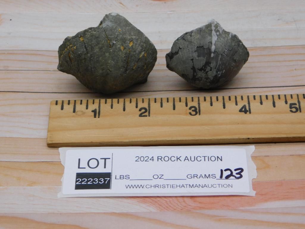 BRACHIOPOD ROCK STONE LAPIDARY SPECIMEN - 2