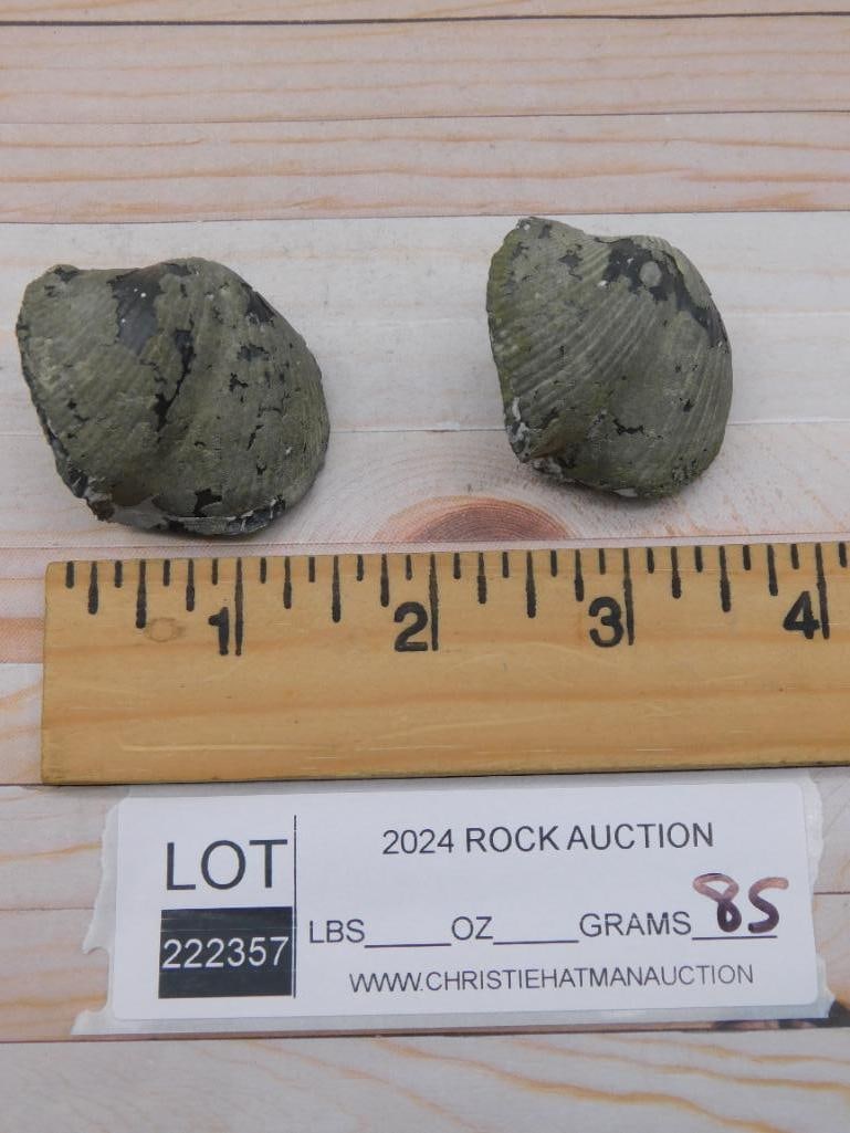 BRACHIOPOD ROCK STONE LAPIDARY SPECIMEN - 2