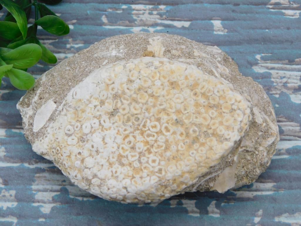 ENCHODUS FOSSIL ROCK STONE LAPIDARY SPECIMEN: ENCHODUS FOSSIL ROCK STONE LAPIDARY SPECIMEN - Part of our Discover Golden Attic, Crystals and Gems auction at HATMAN'S Auctions! Please see photos for measurements and condition. YES, we have in-hous