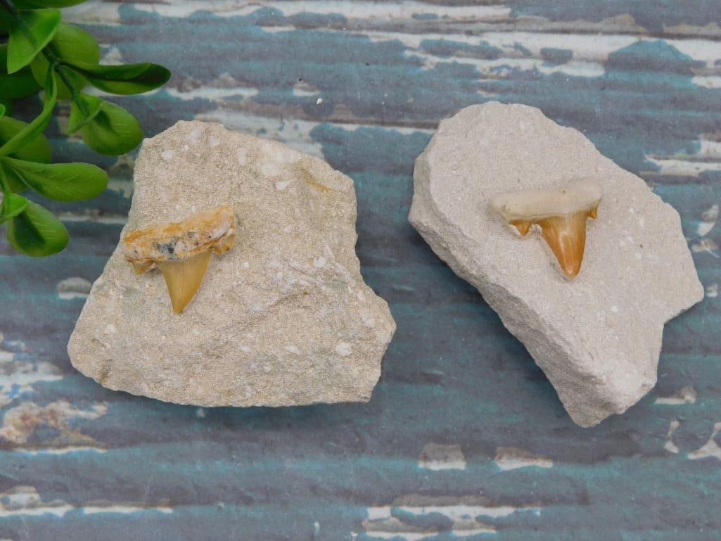 SHARK TEETH IN MATRIX ROCK STONE LAPIDARY SPECIMEN (1 of 2)