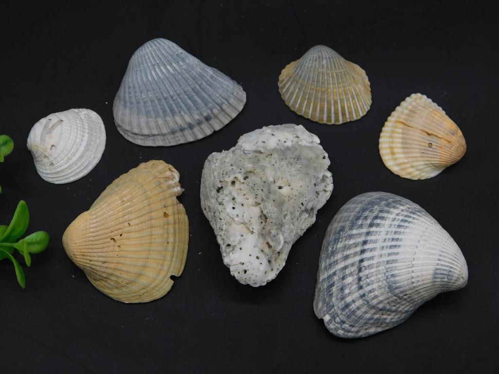 SHELLS (1 of 2)