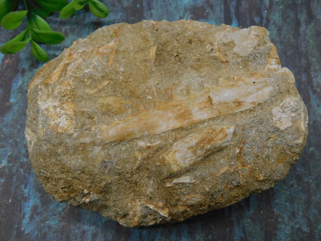 ENCHODUS FOSSIL ROCK STONE LAPIDARY SPECIMEN: ENCHODUS FOSSIL ROCK STONE LAPIDARY SPECIMEN - Part of our Discover Golden Attic, Crystals and Gems auction at HATMAN'S Auctions! Please see photos for measurements and condition. YES, we have in-hous