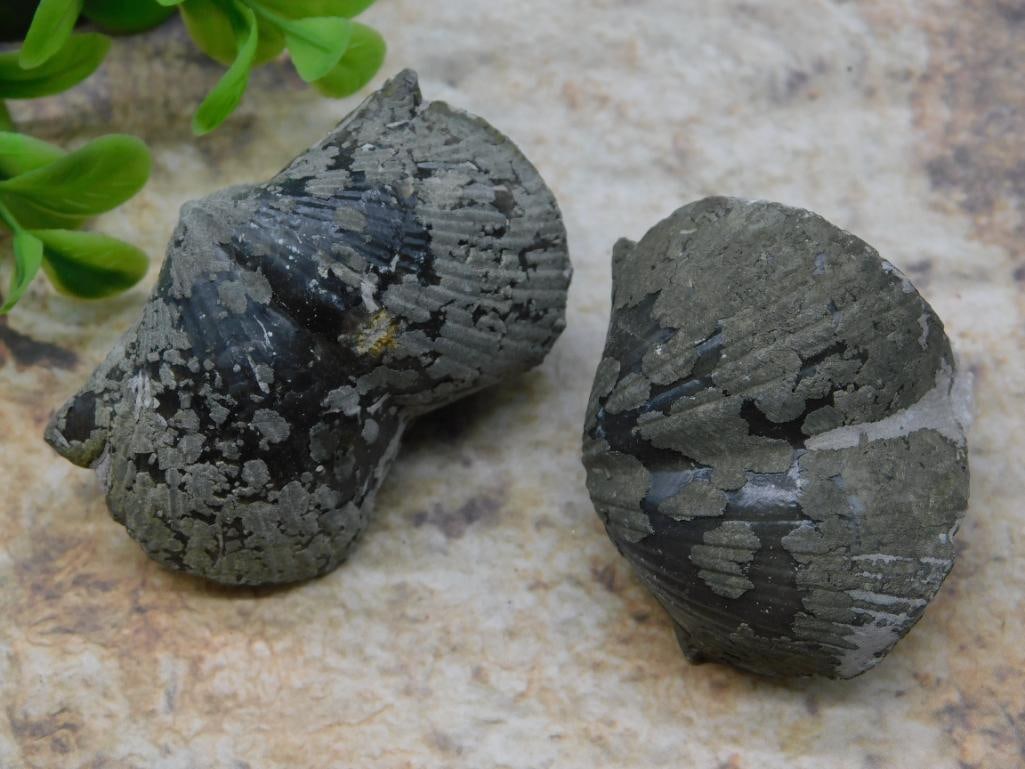 BRACHIOPOD ROCK STONE LAPIDARY SPECIMEN: BRACHIOPOD ROCK STONE LAPIDARY SPECIMEN - Part of our Discover Golden Attic, Crystals and Gems auction at HATMAN'S Auctions! Please see photos for measurements and condition. YES, we have in-house shi